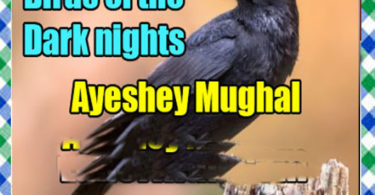 Birds Of The Dark Nights Urdu Novel By Ayeshey Mughal Download